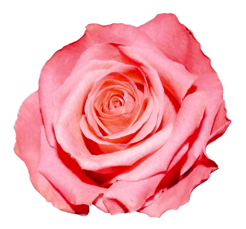 Au Fil Des Roses Meilleur Restaurant A Bellegarde 3331